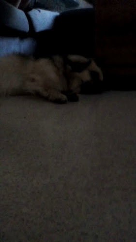 Antiikkikahvila ja teehuone Siiri - Lempäälä