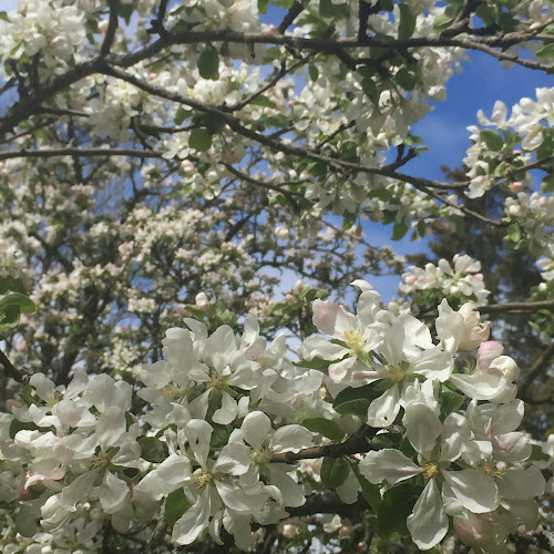 Opinii despre Kahvila Villa Kuuva în Turku - Ravintola-ala