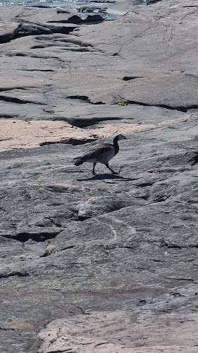 Ravintola Saari - Ravintola-ala