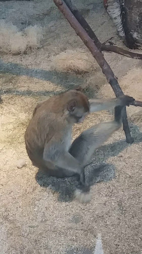 Ravintola Karhu - Ravintola-ala