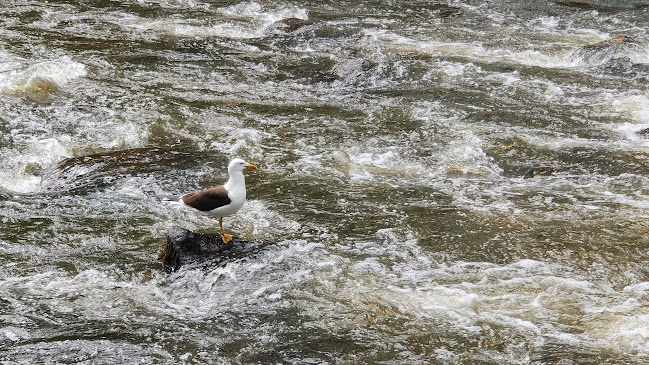 Piippu Terassikahvila, Vihavuosi - Ravintola-ala