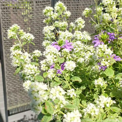 Savonlinnan kauppatori - Ravintola-ala