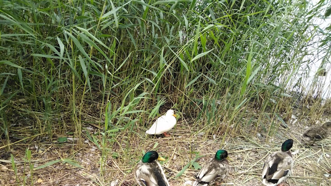 Helsinginkatu 56, 00260 Helsinki