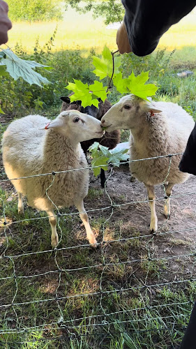 Immulan Mummulan Kahvila - Lohja