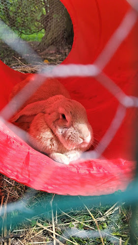 Comentarii opinii despre Immulan Mummulan Kahvila