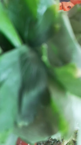 Reviews of Steak & Whisky House Galle in Pori - Ravintola-ala