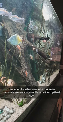 Opinii despre Milan Maikkula în Oulu - Ravintola-ala