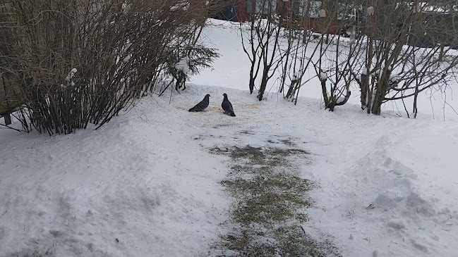 Hämeenlinnan tori - Hämeenlinna