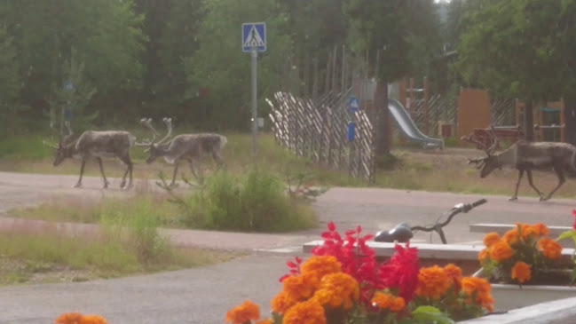 Opinii despre Restaurant Punakettu în Sodankylä - Ravintola-ala