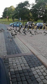 Kaivopuiston Pingviinikioski - Helsinki
