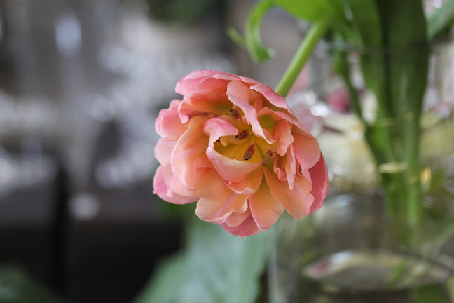 Comentarii opinii despre Kukkakauppa Miccishop