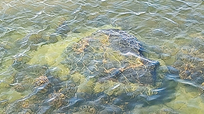 Comentarii opinii despre Kahvila Neljän tuulen tupa