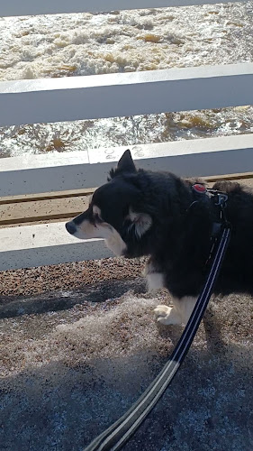 Ravintola Kuninkaan Lohet - Vanha Viilatehdas Phone number