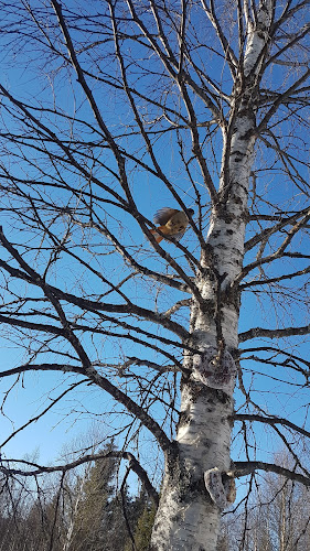 Korpikahvila - Ravintola-ala