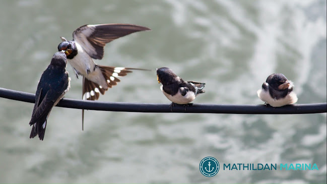 Opinii despre Mathildan Marina în Matilda - Ravintola-ala