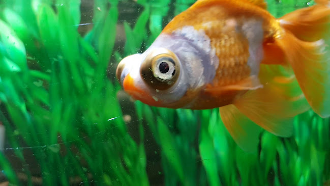 Opinii despre Jannen Ravintola în Espoo - Ravintola-ala