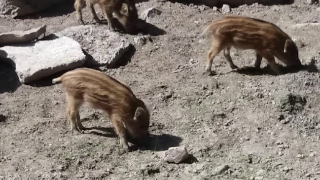 Opinii despre Kaakkolampi Cafe în Inha - Ravintola-ala