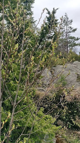 Opinii despre Café Kallo în Pori - Ravintola-ala