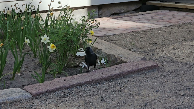 Kokkolan Vohvelikahvila