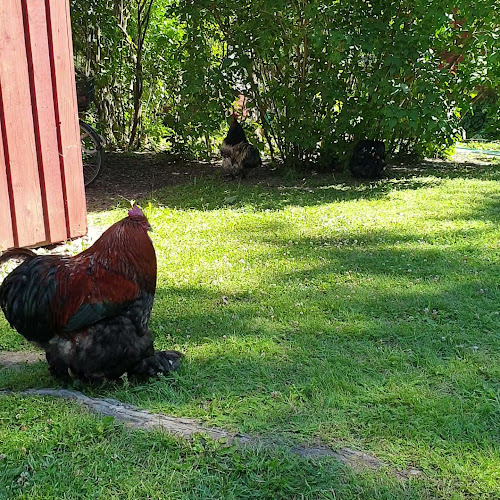 Immulanraitti 14, 08500 Lohja