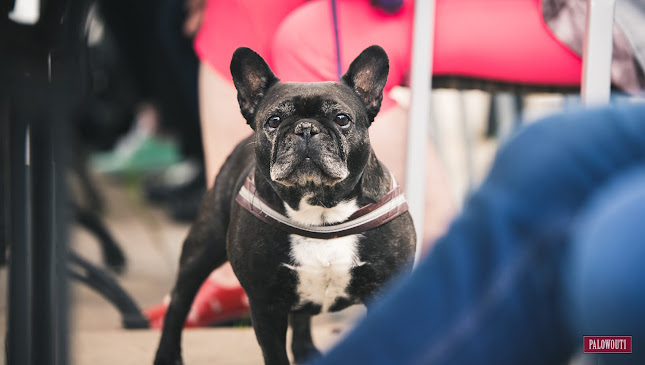 Palowouti - Ylöjärvi