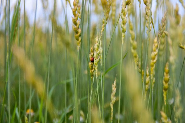 Kahvila Kylä ja luomutuotemyymälä - Ravintola-ala