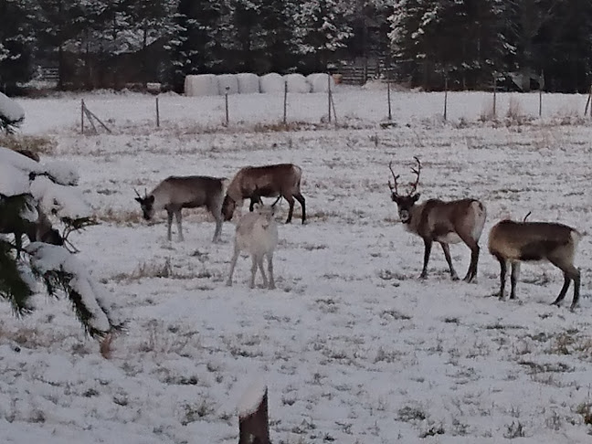 Kuusamon Porokeisari Oy