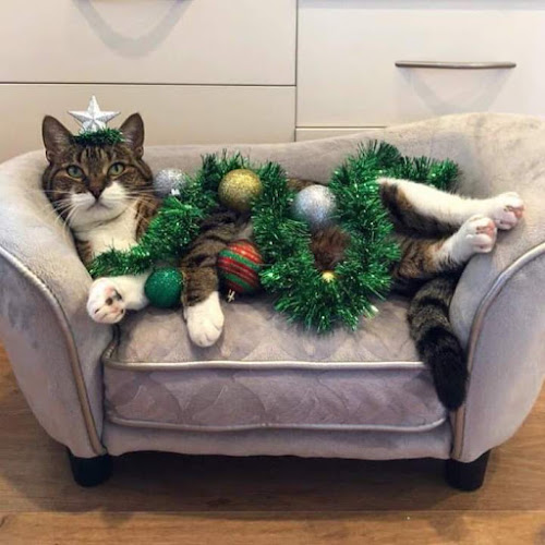 Comentarii opinii despre Pub Merta