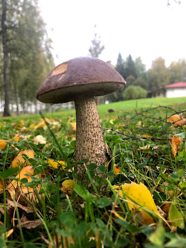 Comentarii opinii despre Ravintola Piilolan Klubi