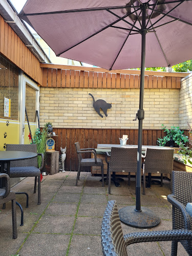 Comentarii opinii despre Musta Kissa