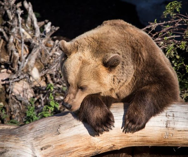 Ravintola Karhu - Helsinki