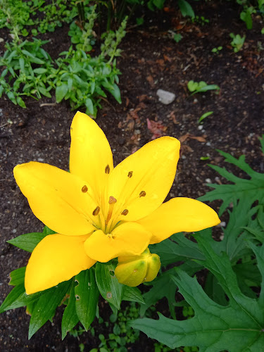 Muonaliisa - Ravintola-ala