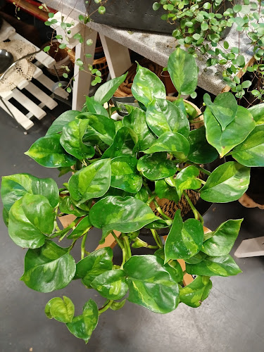 Bella Itsepalvelukirpputori Open Times