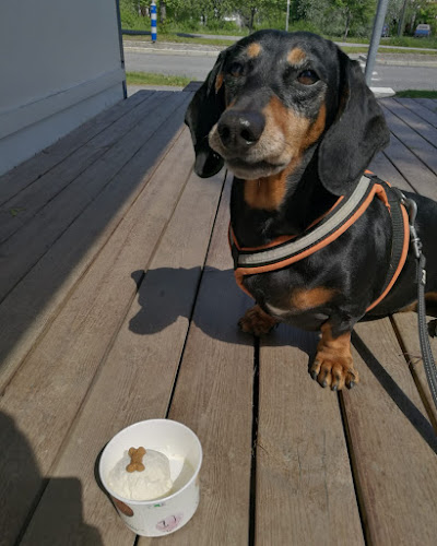 Kiikan jäätelökioski - Ravintola-ala