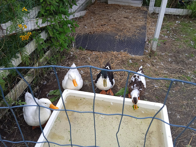 Wanha Aapiskukko - Ravintola-ala