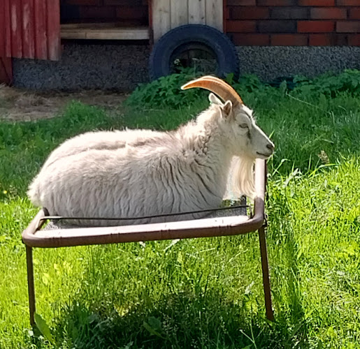 Comments and reviews of Haanpään Kesäkahvila / Alpakat
