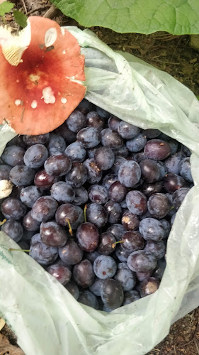 Ravintola Kuninkaan Lohet - Vanha Viilatehdas - Ravintola-ala