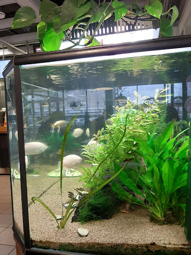 Comentarii opinii despre Rolls Orimattila