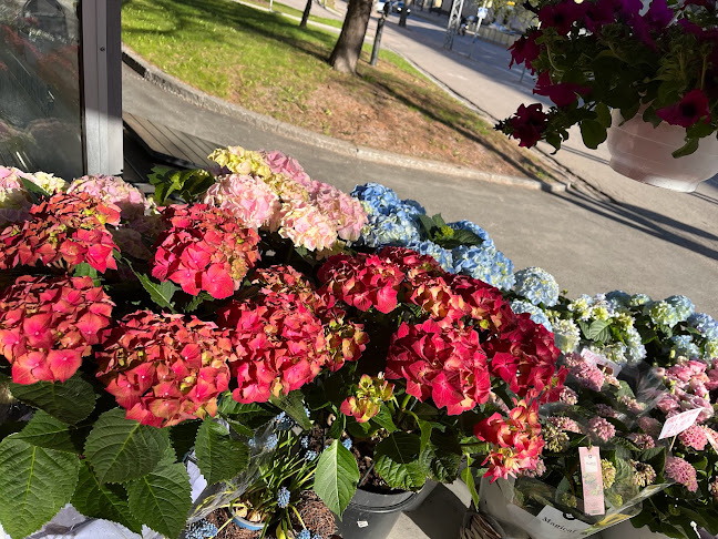 Comentarii opinii despre Laakson Karkki K&G ( kioski jäätelä kahvi )