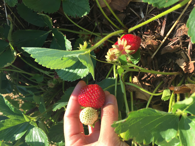 Reviews of Mansikkapaikka in Vantaa - Ravintola-ala