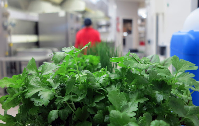 Comentarii opinii despre Punaisen piipun kievari