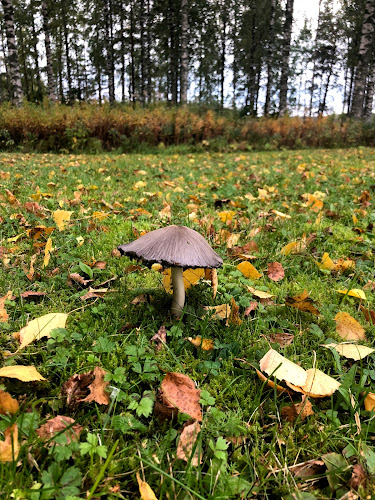 Opinii despre Ravintola Piilolan Klubi în Äänekoski - Ravintola-ala