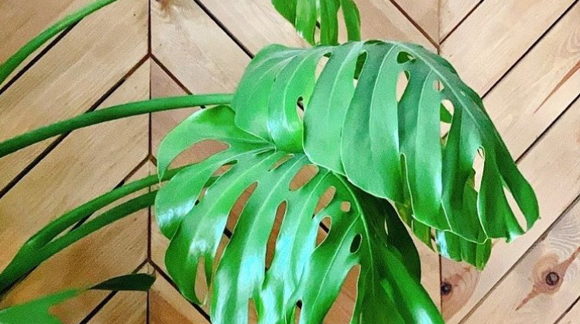 Ravintola Salt - Ravintola-ala