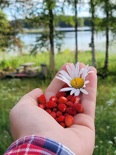 Comentarii opinii despre Ysipirtti