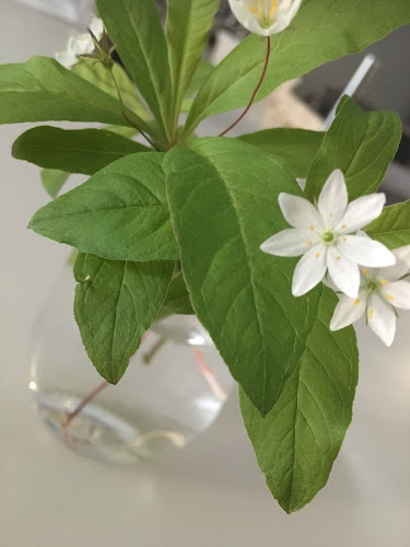 Ravintola Metsätähti - Naantali