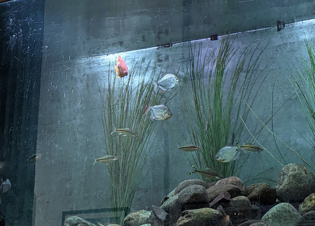 Comentarii opinii despre Café Wäinö