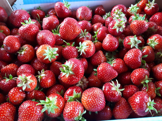 Kuukasjärven Marjat Oy