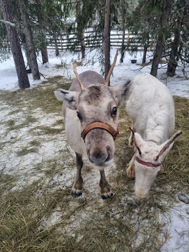 Pytky Ranch Services/Wow Factory Oy - Ravintola-ala